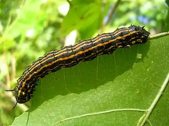 Description de cette image, également commentée ci-après