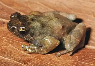 Description de l'image Anodonthyla theoi crop1.jpg.