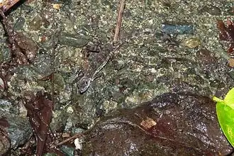 Description de l'image Anolis aquaticus.JPG.