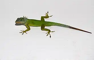 Description de l'image Anolis bimaculatus in St.Kitts.jpg.