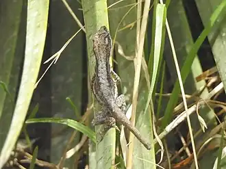 Description de l'image Anolis carlliebi.jpg.