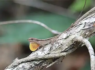 Description de l'image Anolis gaigei.jpg.
