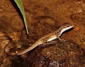 Description de l'image Anolis macrolepis 295502231.jpg.