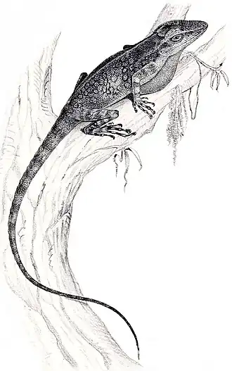 Description de l'image Anolis microtus.jpg.