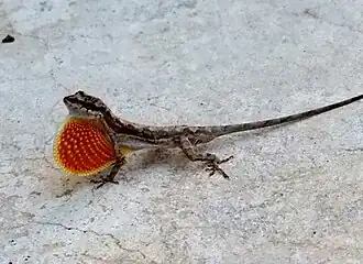 Description de l'image Anolis nebulosus.jpg.