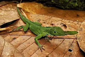 Description de l'image Anolis phyllorhinus 250736094.jpeg.
