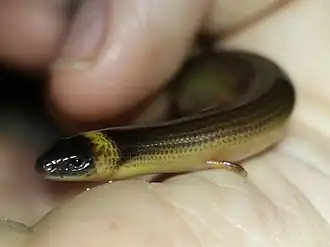 Description de l'image Anomalopus verreauxii 002.jpg.