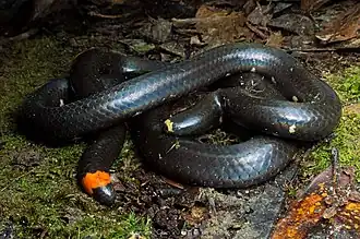 Description de l'image Anomochilus monticola.jpg.