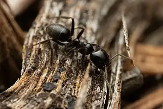 Description de l'image Anonychomyrma nitidiceps.jpg.