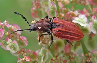 Description de cette image, également commentée ci-après