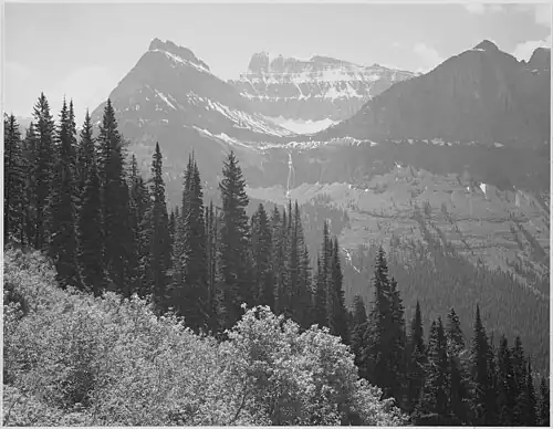 Arbres et buissons au premier plan, montagnes en arrière-plan, dans le Parc national de Glacier, Montana, 1942.