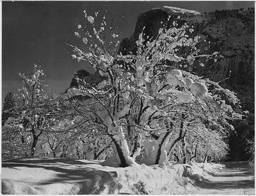 Arbres avec de la neige sur les branches, Half Dome, Apple Orchard, Yosemite, Californie, 1933.