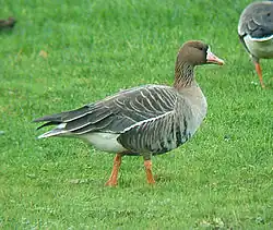 Anser albifrons