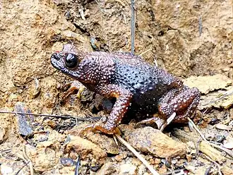 Description de l'image Ansonia fuliginea.jpg.