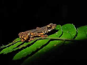 Description de l'image Ansonia kraensis.jpg.