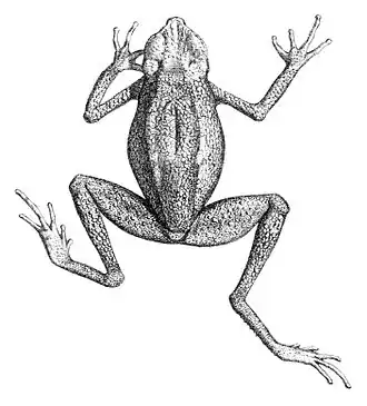 Description de l'image Ansonia leptopus.jpg.