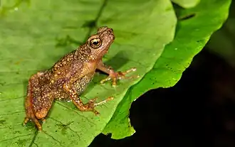 Description de l'image Ansonia minuta.jpg.