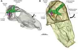 Reconstructions 3D semi-transparentes (basées sur la micro-tomodensitométrie à rayons X) des crânes des dinocéphales Anteosaurus magnificus (à gauche) et Moschognathus whaitsi (à droite) du Permien moyen d’Afrique du Sud, montrant la posture naturelle de la tête de ces animaux.