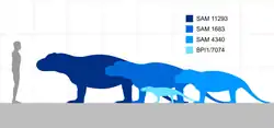 Illustration comparant la taille de trois grands spécimens et un juvénile de l’antéosauridé Anteosaurus magnificus avec un humain de 1,8 m de haut.