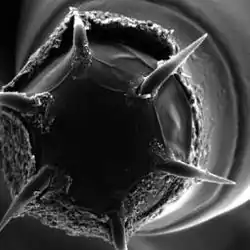 Tête de Neoechinorhynchus manubrianus (Eoacanthocephala)