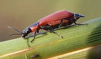 Description de cette image, également commentée ci-après