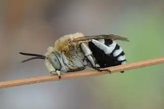 Description de l'image Anthophora affabilis (cropped).JPG.