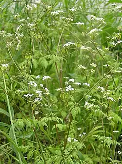 Cerfeuil commun (Anthriscus cerefolium)