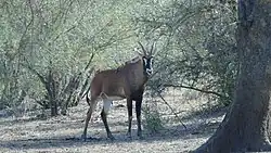 Image d'une antilope rouanne debout dans un sous-bois