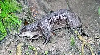 Loutre cendrée (Aonyx cinerea).