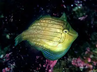 Description de l'image AosaHGkyuai.jpg.