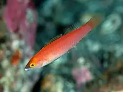 Pseudojuloides severnsi