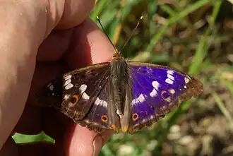 Reflet violet du Petit mars changeant.