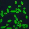Image de chromosomes en vert au microscope