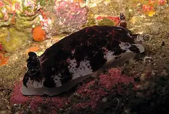 Aphelodoris luctuosa