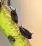 Insectes noirs avec des pattes et antennes beiges claires sur une plante.
