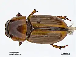 Aphodius lividus.