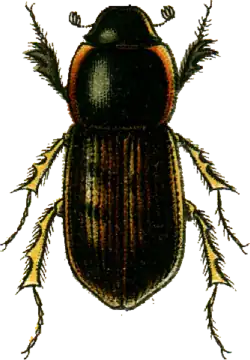 Aphodius obliteratus.
