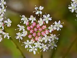 Fleurs de P. cervaria.