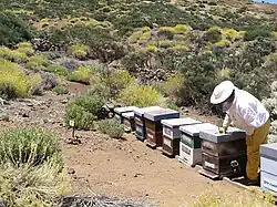 Un apiculteur près d'une série de boîtes et entouré de buissons.