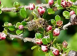 Abeille (Apis mellifera) sur Cotoneaster horizontalis