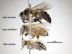  Trois abeilles épinglées