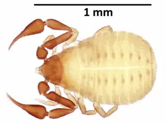 Description de l'image Apocheiridium ferum.png.