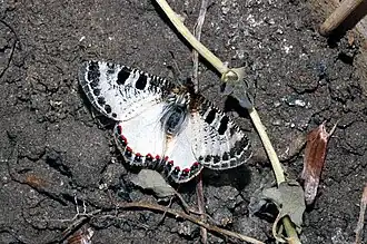 Description de cette image, également commentée ci-après