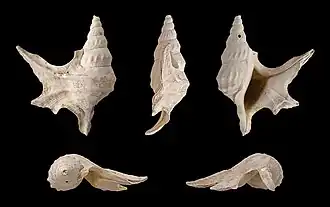 Aporrhais scaldensis (espèce fossile)