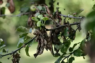 Description de l'image Apple tree with fire blight.jpg.
