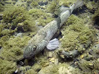 Apron du Rhône(Zingel asper).