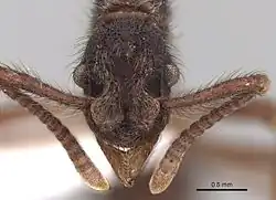 Description de l'image Apterostigma auriculatum CASENT0613604 02.jpg.