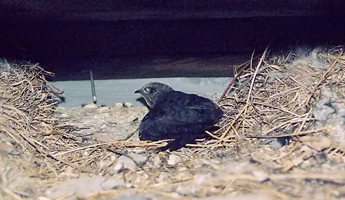 Martinet pâle au nid, sous le toit d'un bâtiment.
