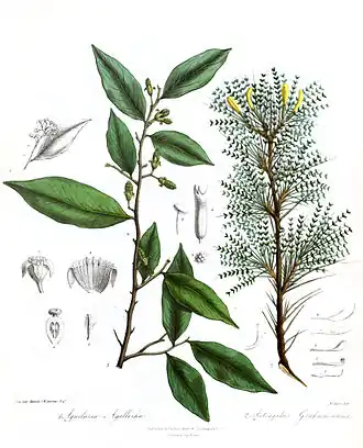 Description de l'image AquilariaAstragalusRoyle.jpg.