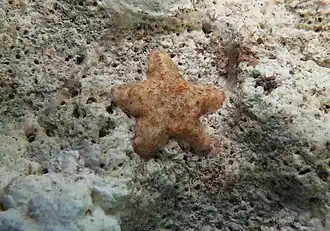 Aquilonastra cf. richmondi à La Réunion.